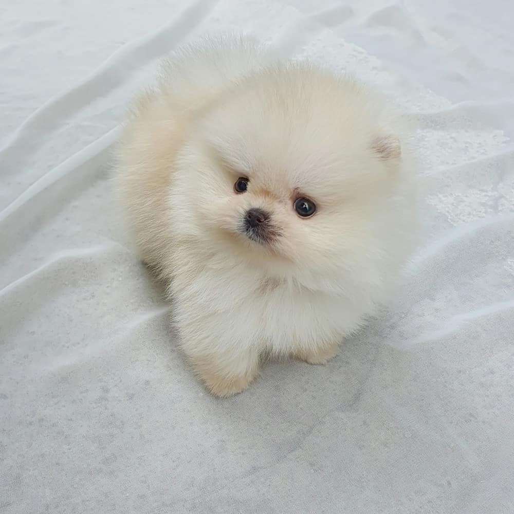 TEACUP POMERANIAN PUPPIES READY FOR A NEW HOME