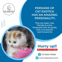 Buy Persian Cat  Kitten in Bangalore
