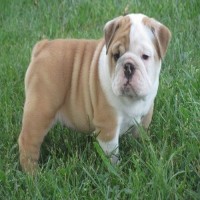 Super adorable English Bulldog puppies